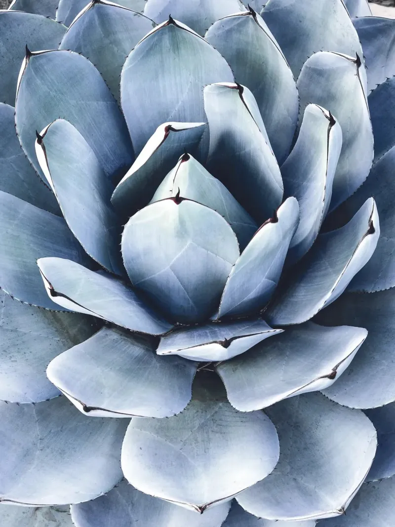 Feuilles d'agave - l'élégance botanique en bleu-vert poster de Whole©