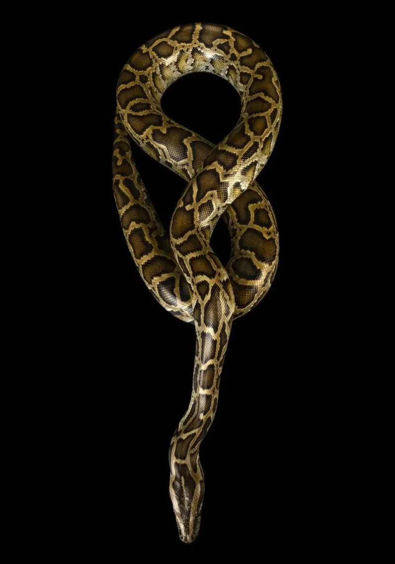 Python canvas van Curious Collections by Marielle Leenders
