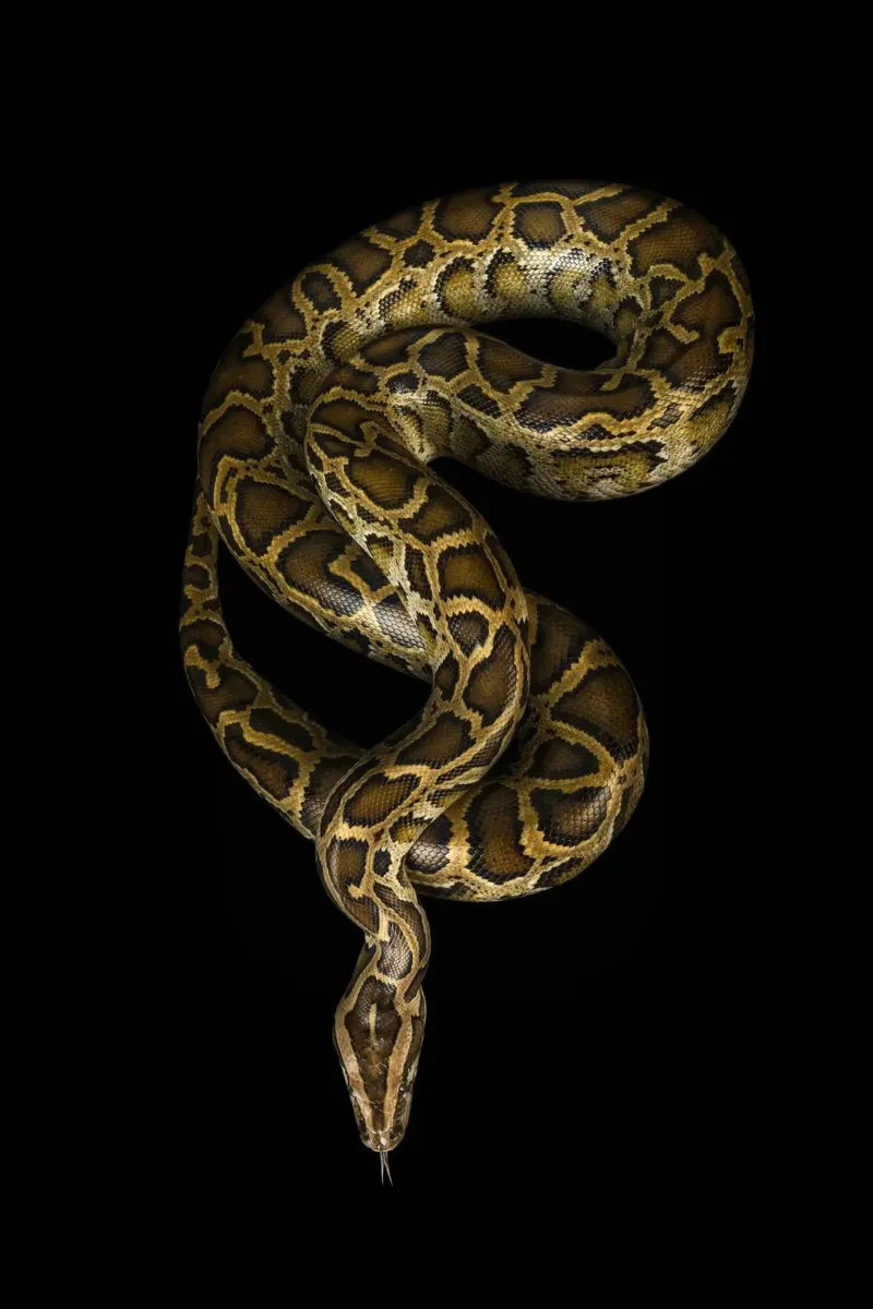 Python canvas van Curious Collections by Marielle Leenders