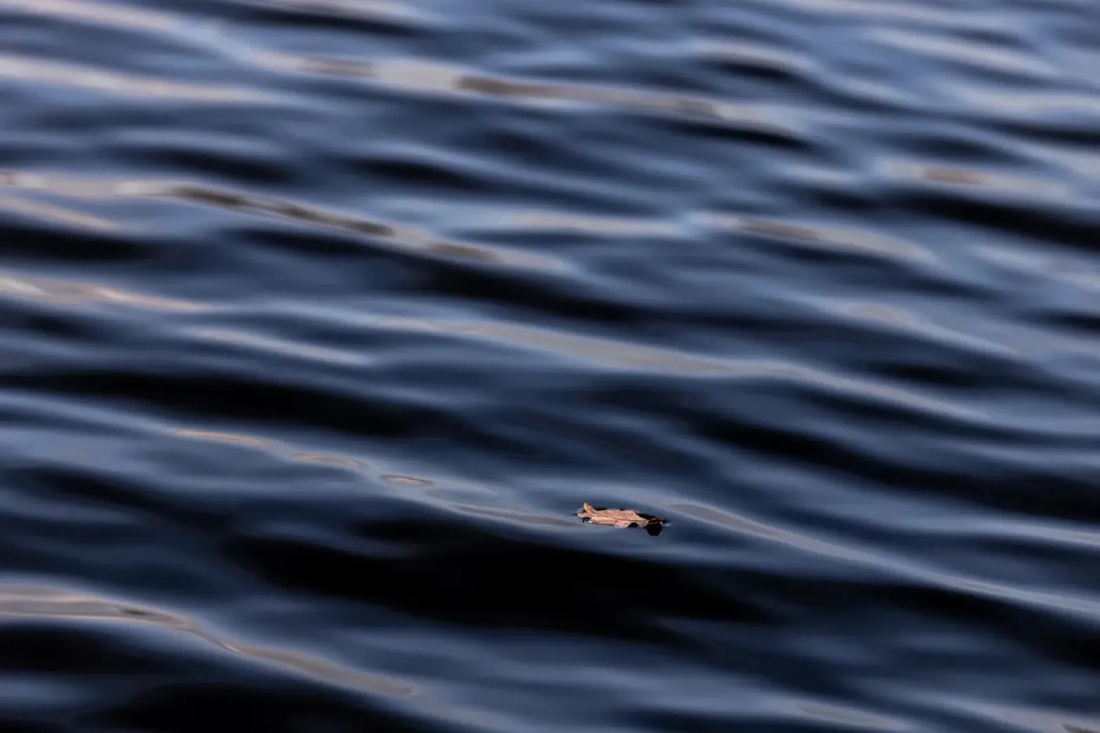 Floating Leaf 1 poster con telaio in legno da Mareike Böhmer Photography