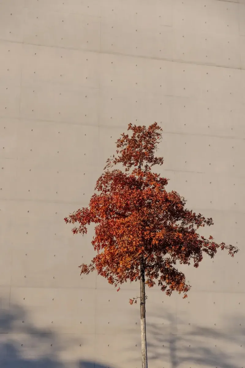 One Autumn Tree canvas with Floater frame by Mareike Böhmer Photography