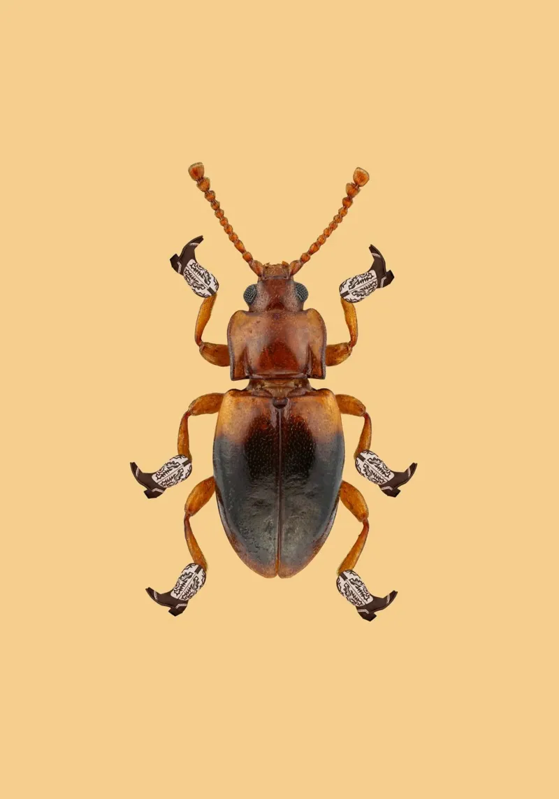 Billy The Booted Beetle pellicola backlit da AnyoneCanYeehaw