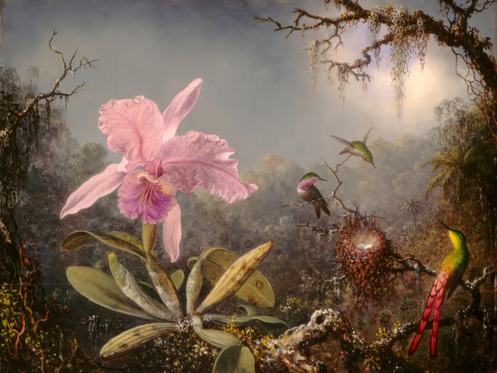 Martin Johnson Heade - Orchidea cattleya poster da ARTOTHEK