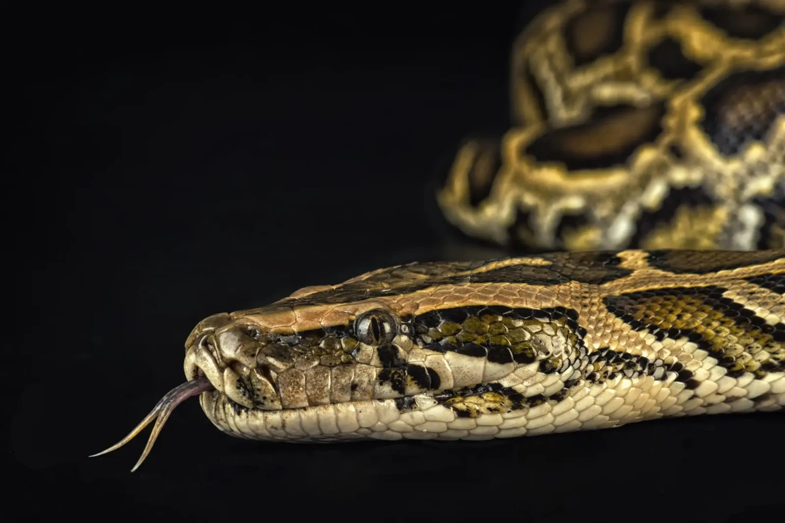 Python Kopfsprung Hahnemühle von Curious Collections by Marielle Leenders