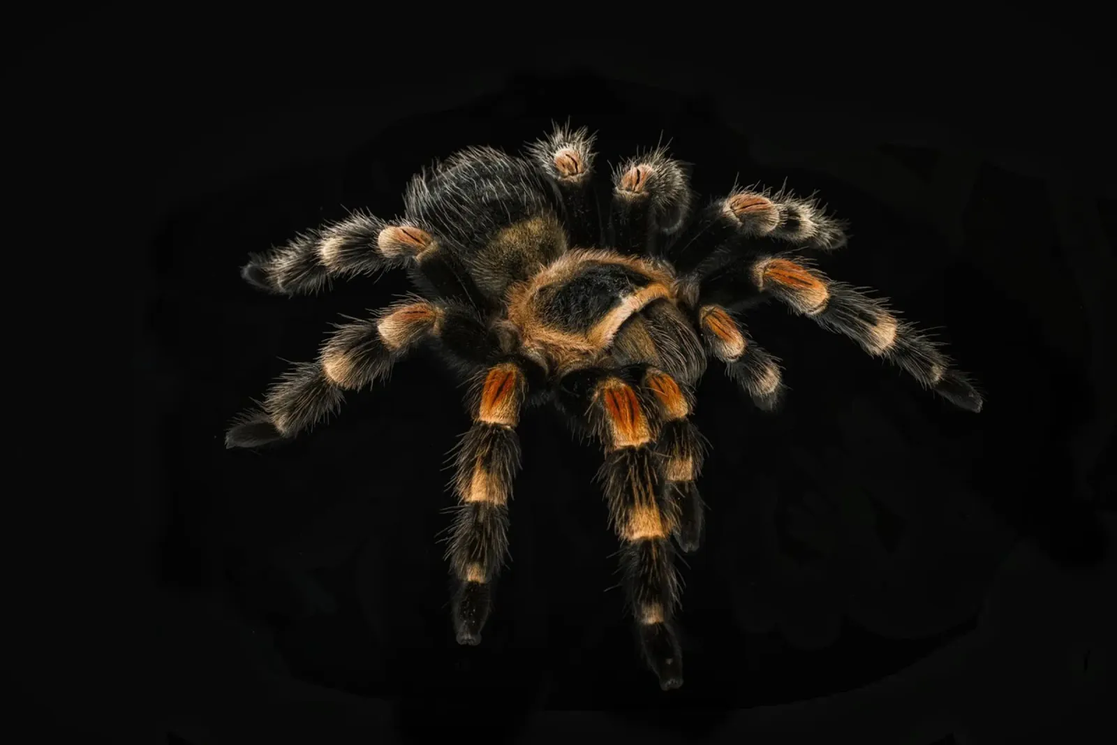 Tarantola pellicola backlit da Curious Collections by Marielle Leenders