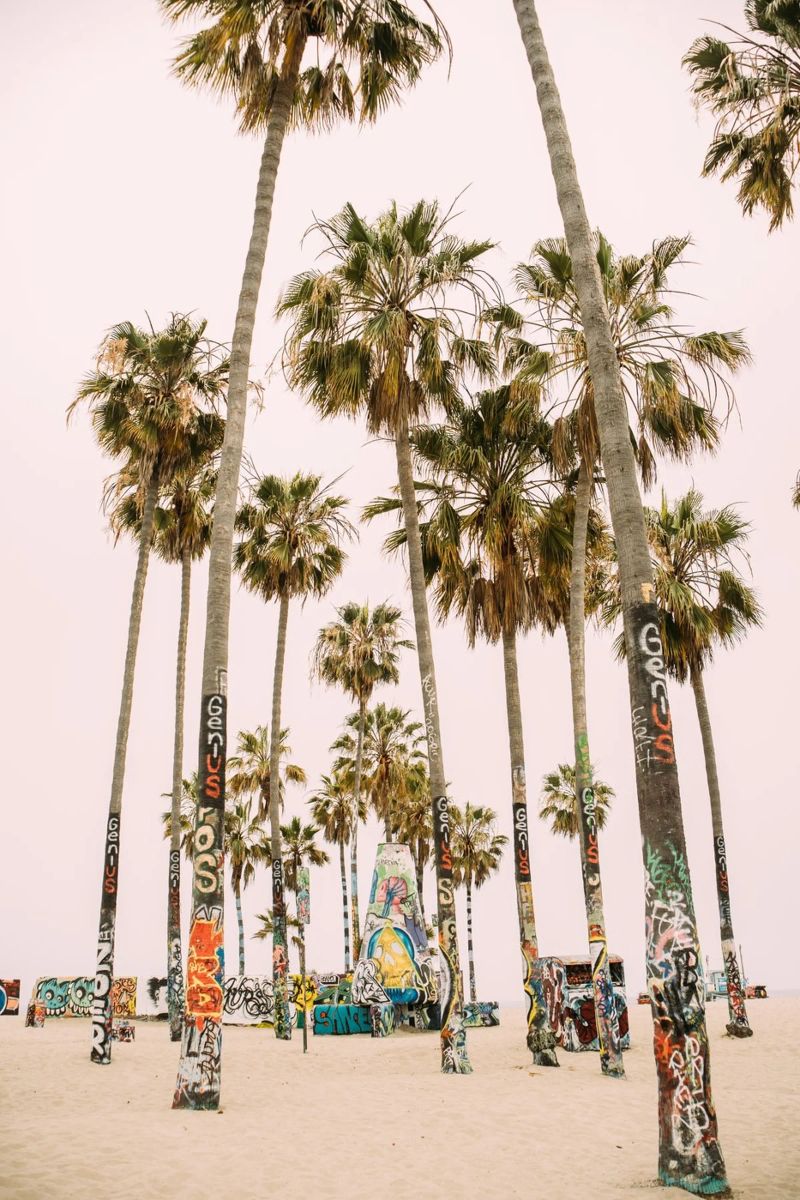 Venice Beach Palm Trees pellicola backlit da patiphotography