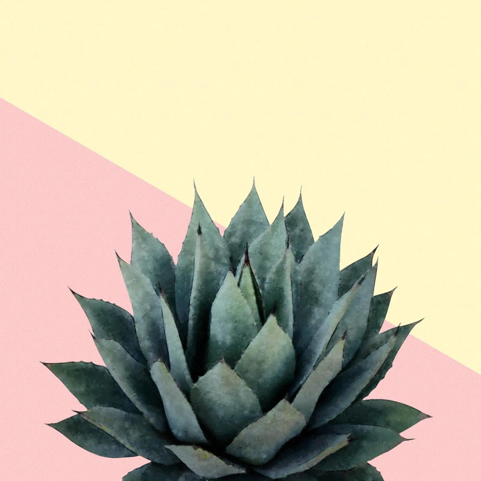 Agave 04 pellicola backlit da amini54