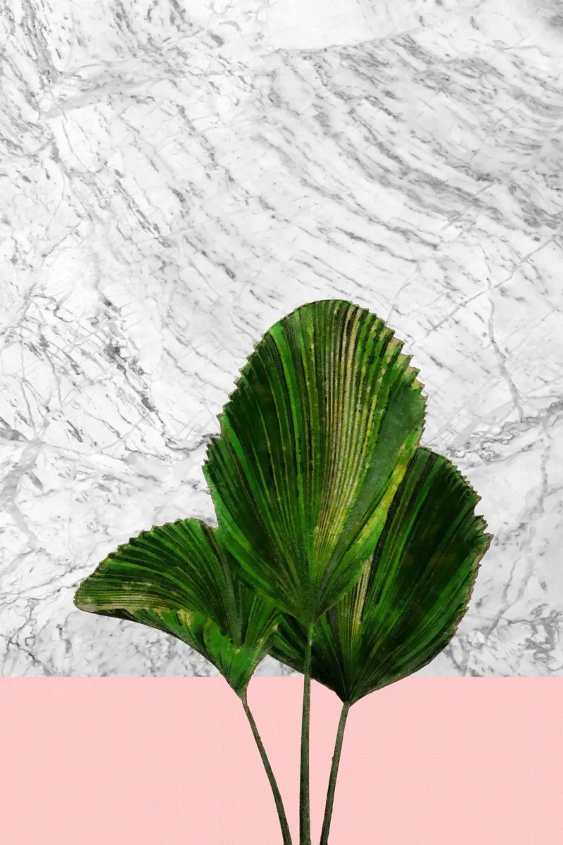Pianta di palma su marmo bianco e parete rosa carta hahnemühle da amini54