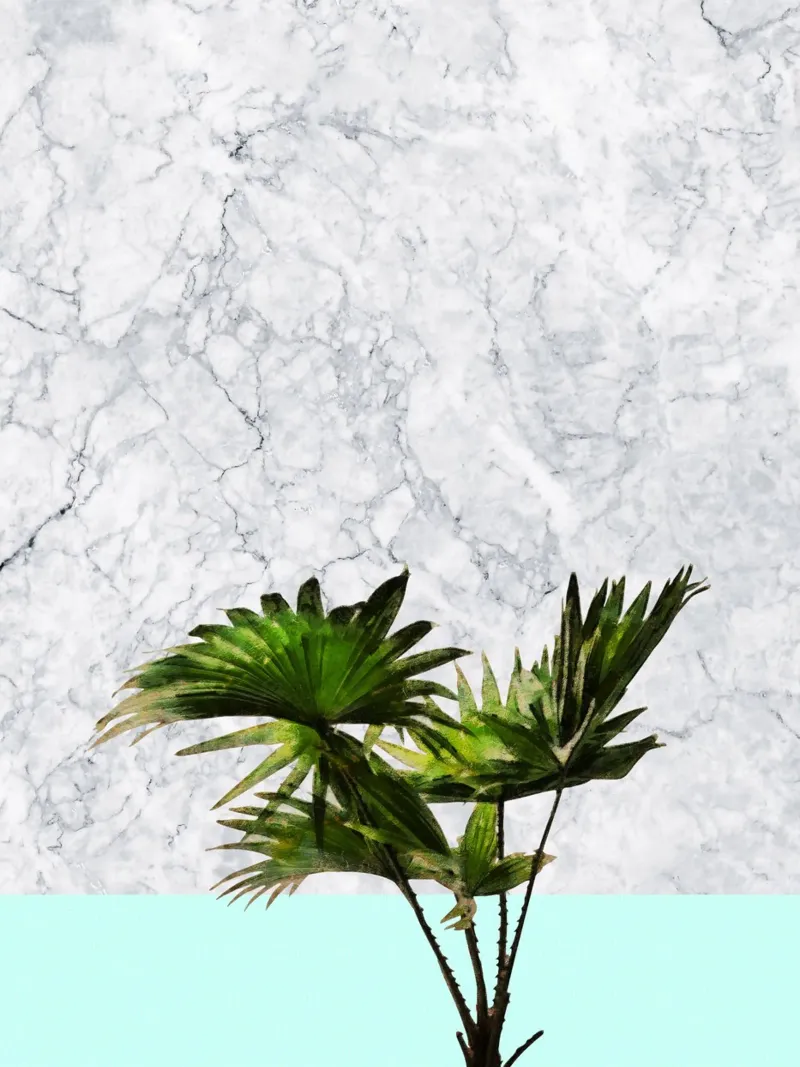 Pianta di palma su marmo bianco e parete verde acqua poster da amini54