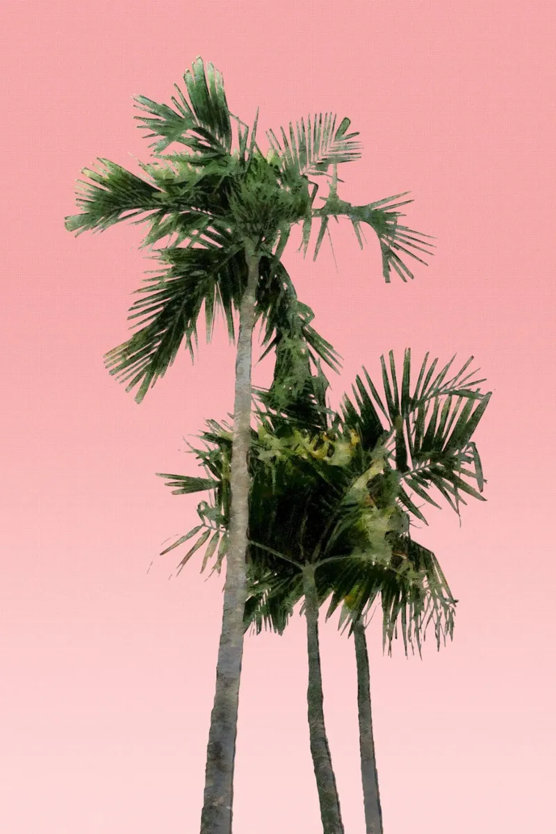 Una palma contro un cielo rosa carta hahnemühle da amini54