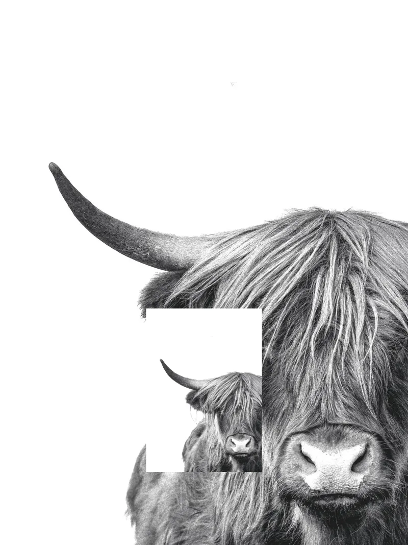 Disegno monocromatico di una mucca delle Highlands - Murale elegante poster con telaio in alluminio da Whole©