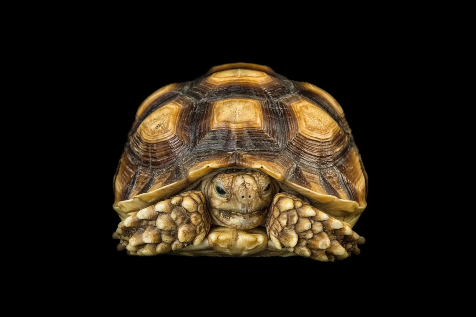 Land Turtle hahnemühle by Curious Collections by Marielle Leenders