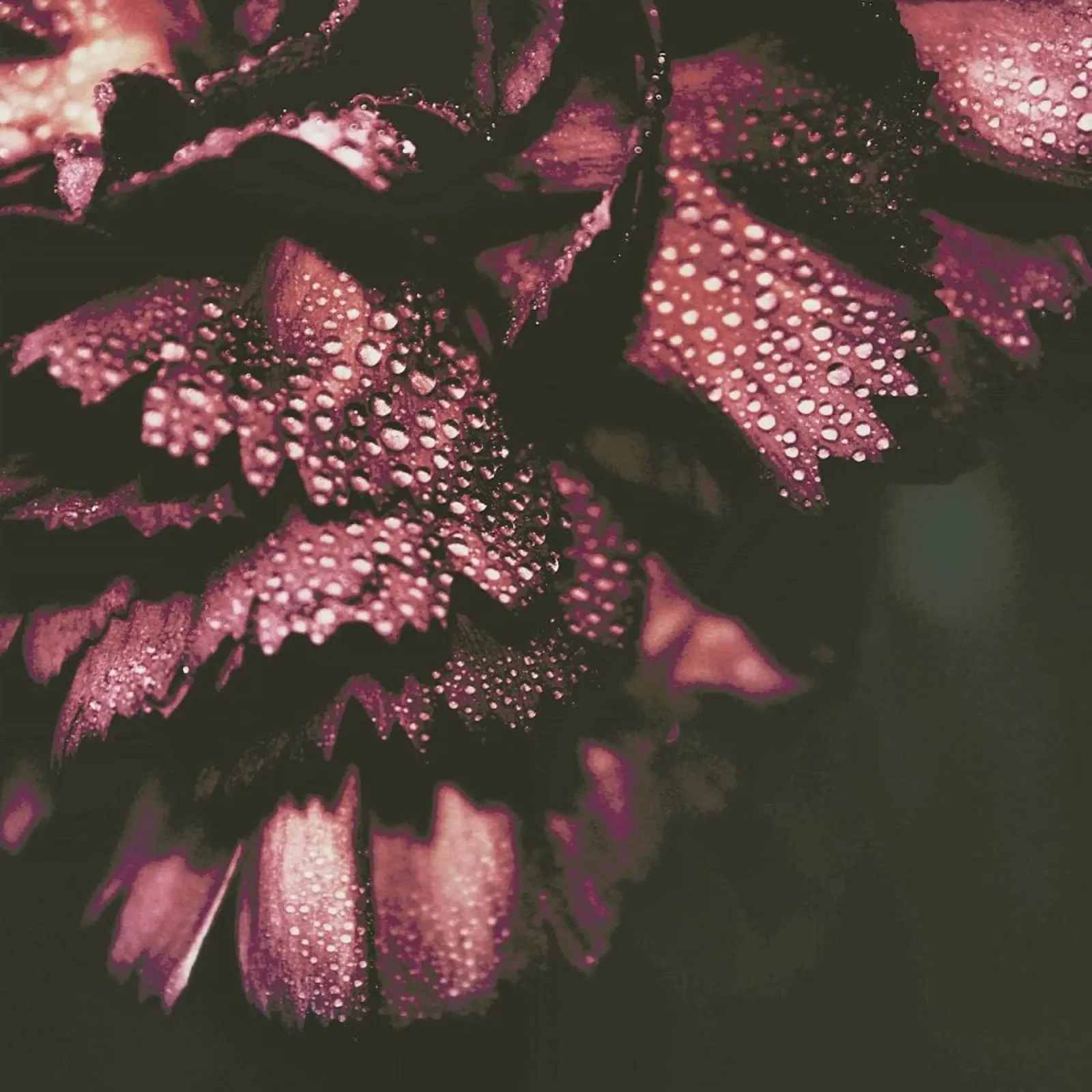 Red Wine pellicola backlit da Ingrid Beddoes