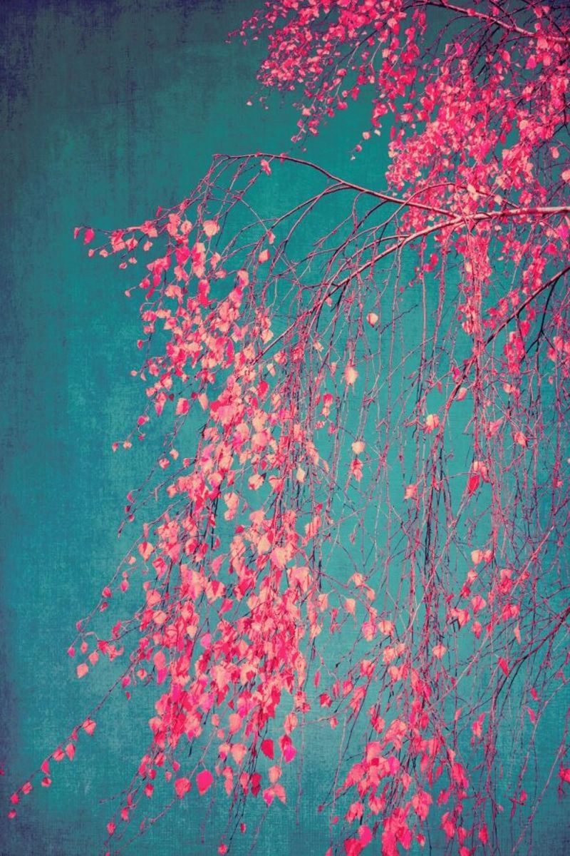 Baum - Birke Flüstern von Rosa Poster von Ingrid Beddoes