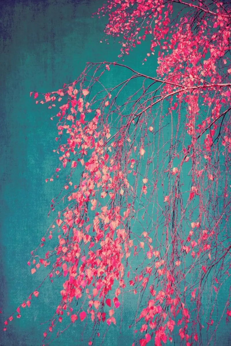 Albero - Betulla Sussurri di Rosa poster con telaio in plastica da Ingrid Beddoes