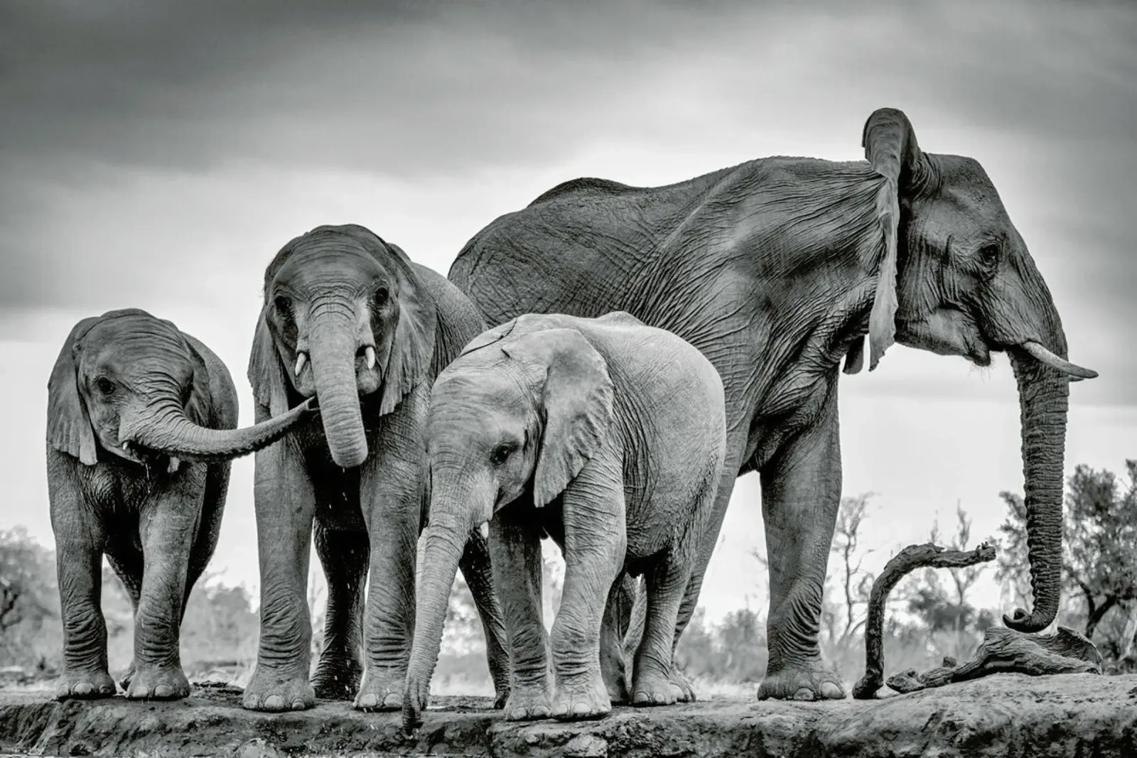 A Giant Unity - Jaco Marx alluminio dibond da Pictufy