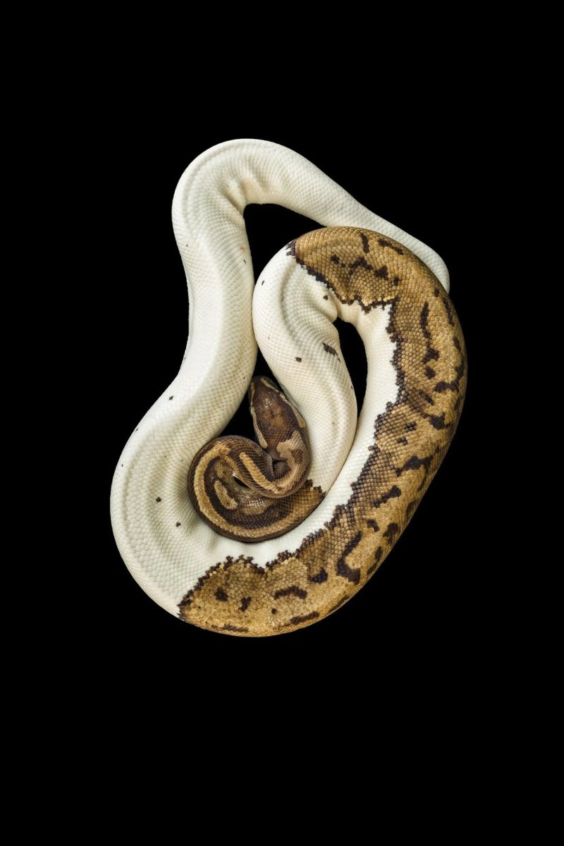 Bruine en witte python canvas van Curious Collections by Marielle Leenders