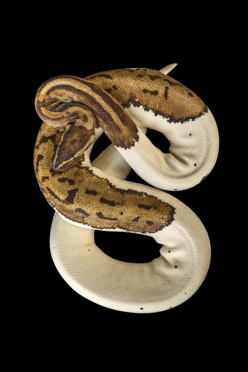 Bruine en witte python poster van Curious Collections by Marielle Leenders