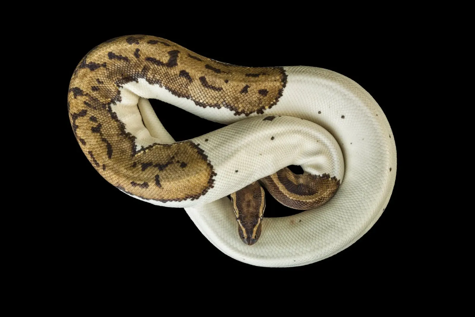 Braun & Weiß Python Hahnemühle von Curious Collections by Marielle Leenders