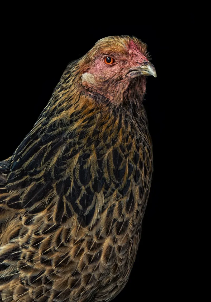 Gallina imponente pellicola backlit da Curious Collections by Marielle Leenders