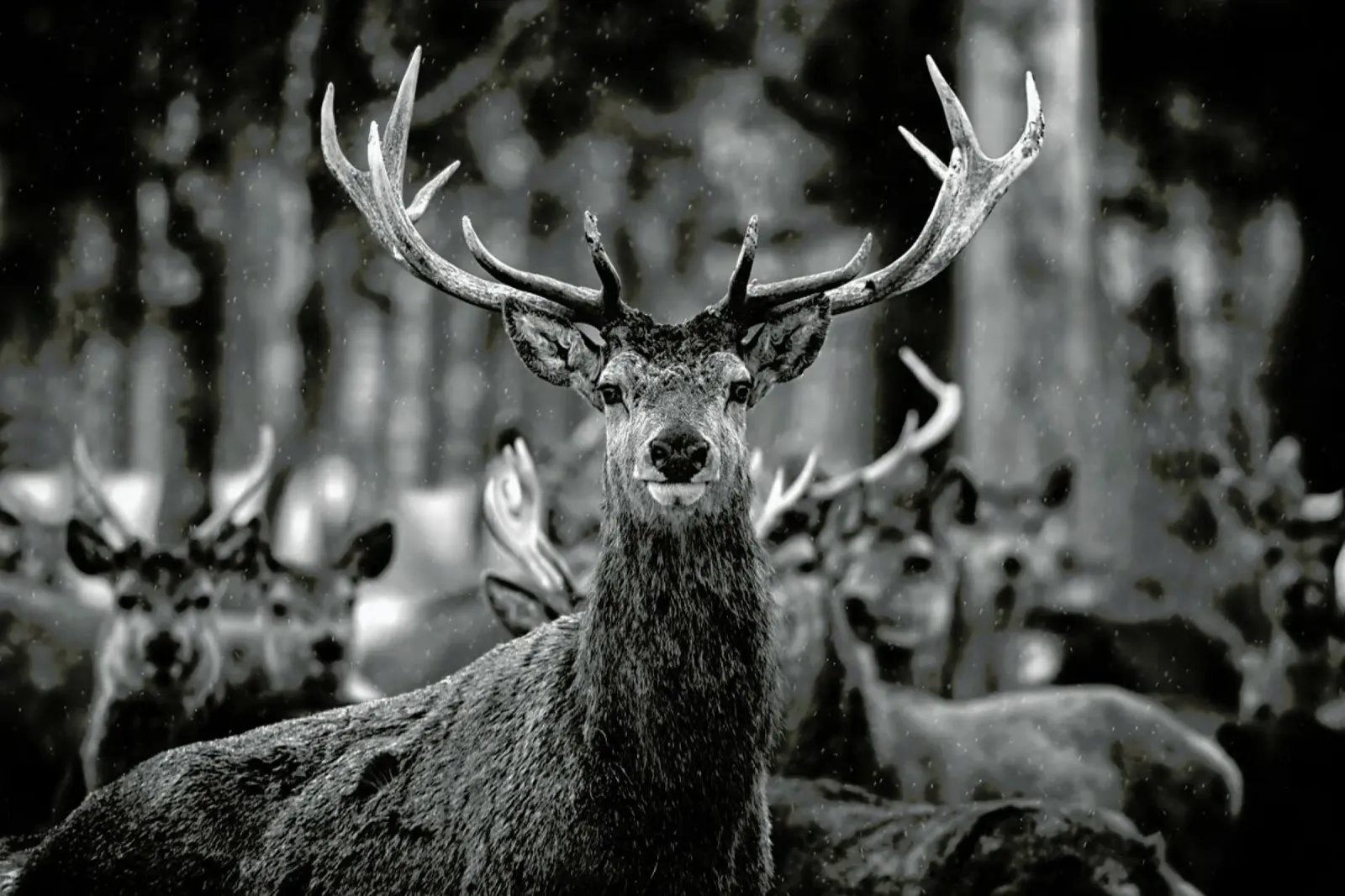 The Stag pellicola backlit da Studio One
