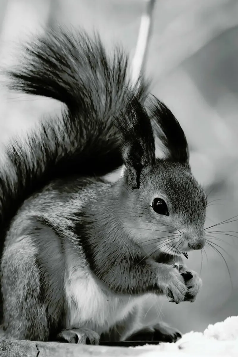 The Squirrel pellicola backlit da Studio One