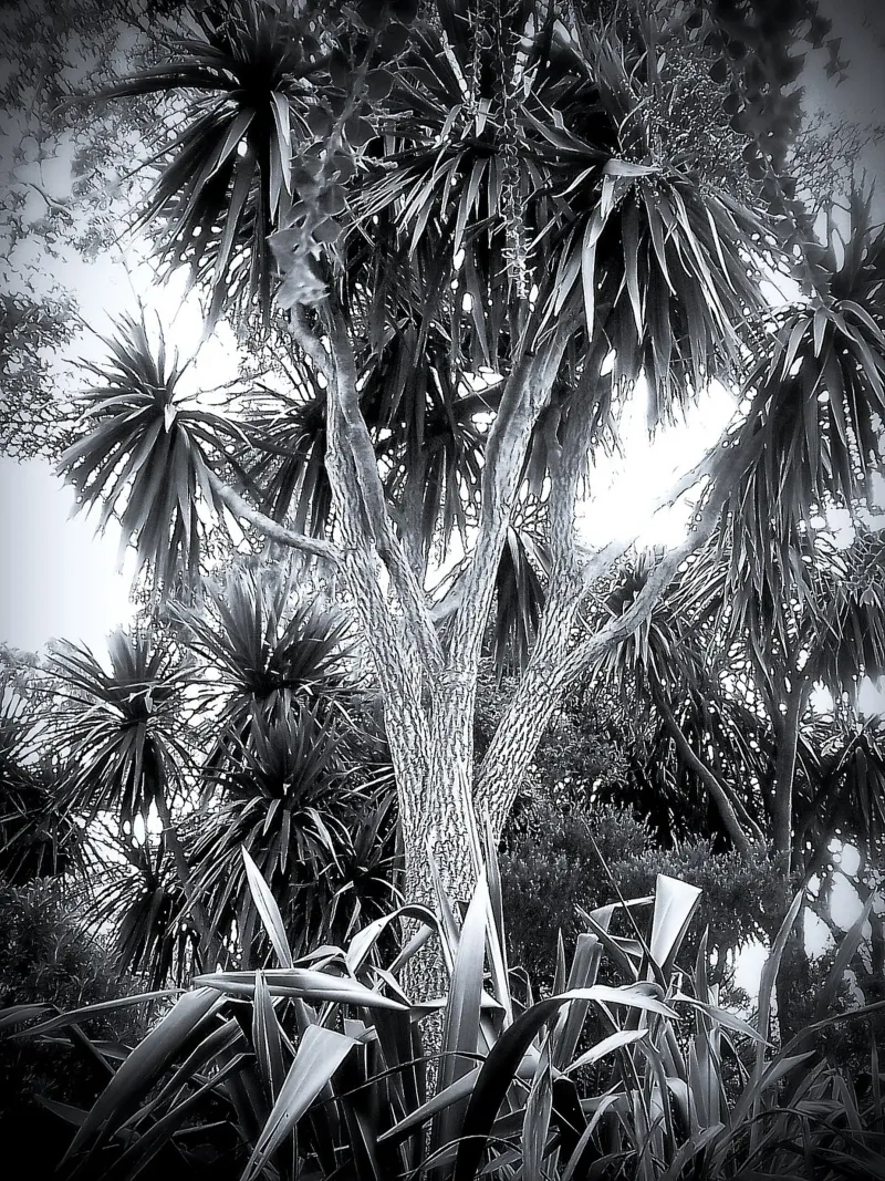 BW14 pellicola backlit da Thierry vobmann photography