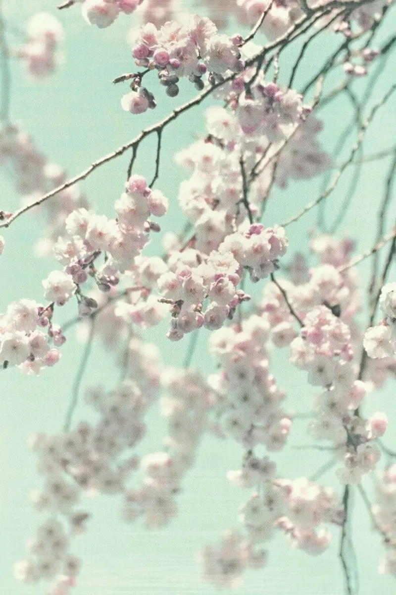 Happy Spring pellicola backlit da Monika Strigel
