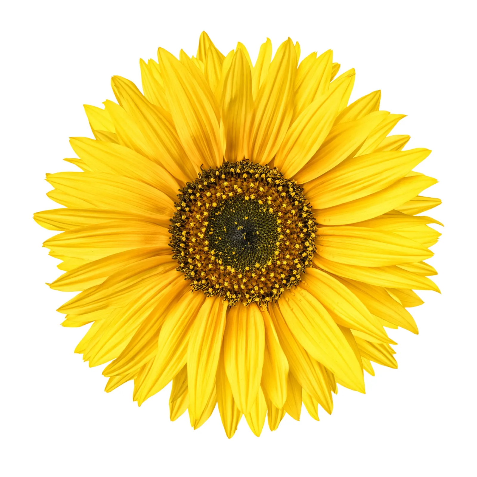 Girasole pellicola backlit da Curious Collections by Marielle Leenders