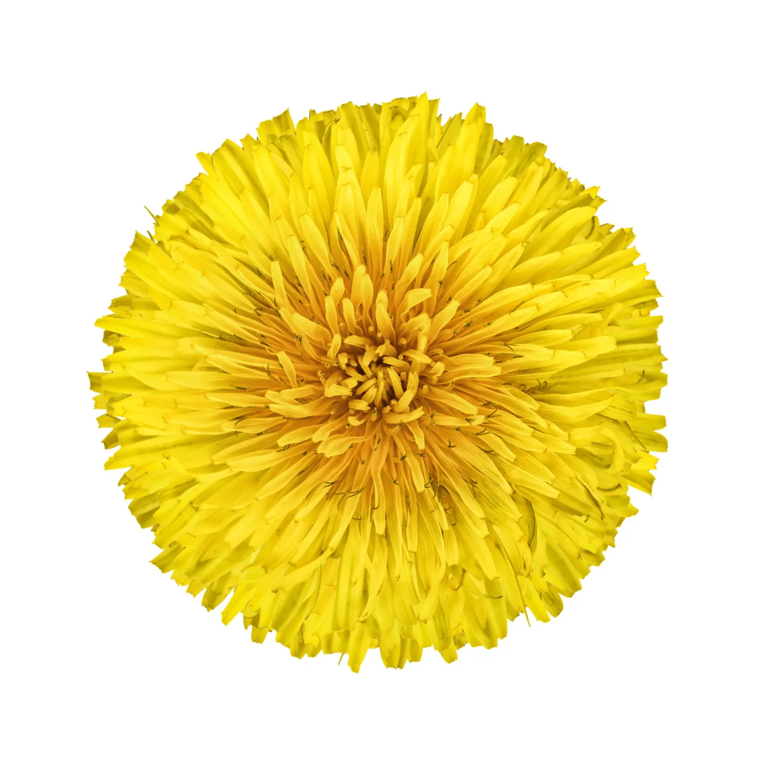 Dandelion Flower hahnemühle by Curious Collections by Marielle Leenders