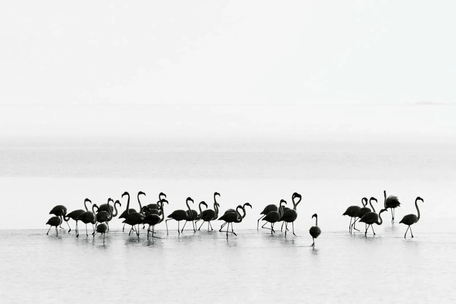 Flamingos - Joan Gil Raga plexiglass da Pictufy