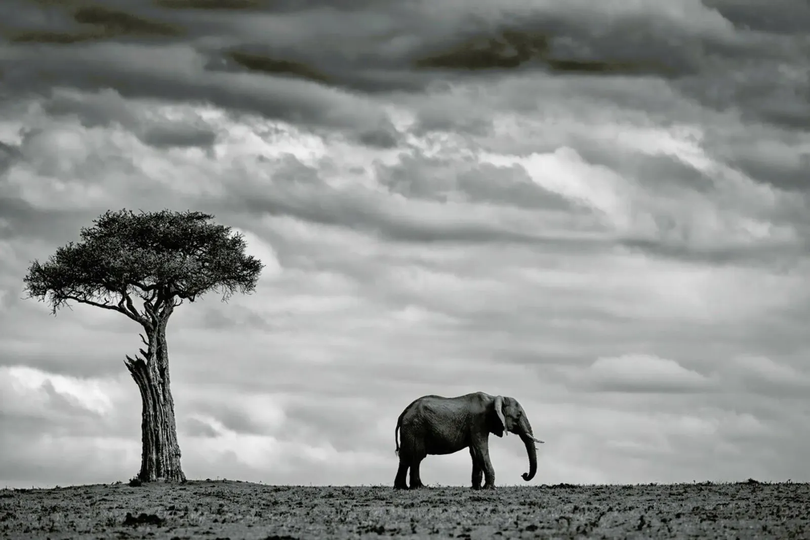 Elephant Landscape - Mario Moreno carta hahnemühle da Pictufy