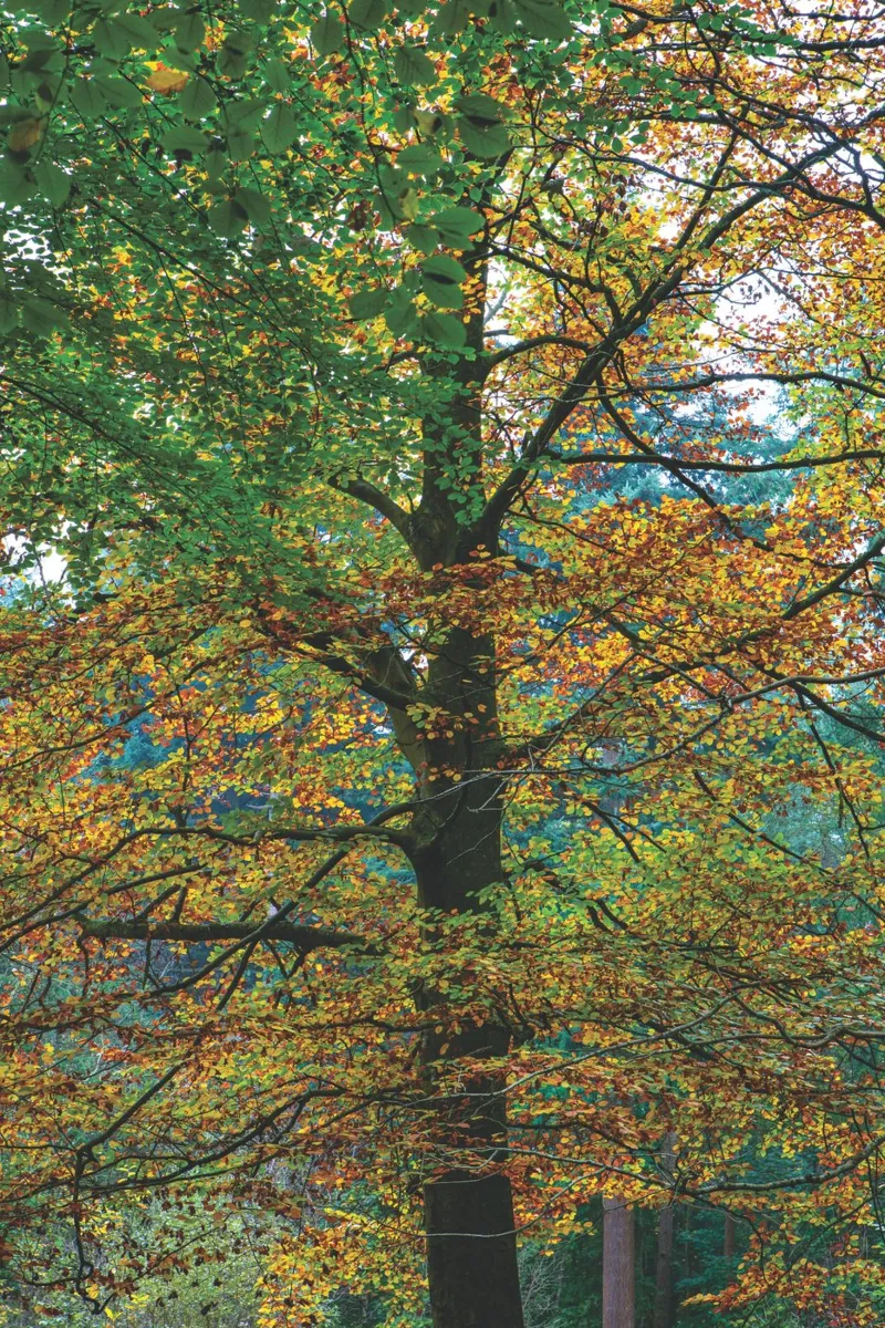 Bosque otoñal poster de Dave Hare Photography