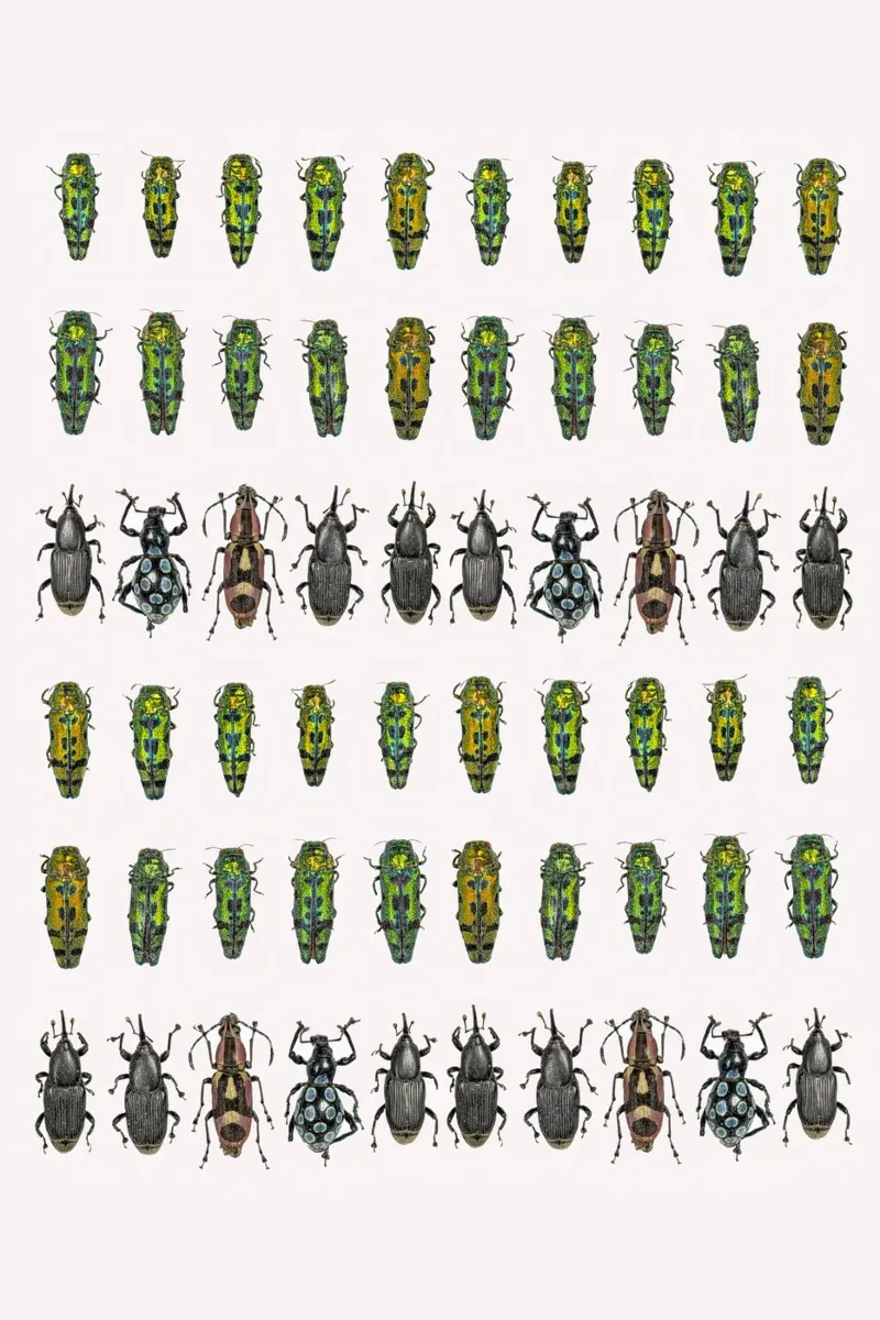 Tiny Wonders: Miniature Insects pellicola backlit da Curious Collections by Marielle Leenders