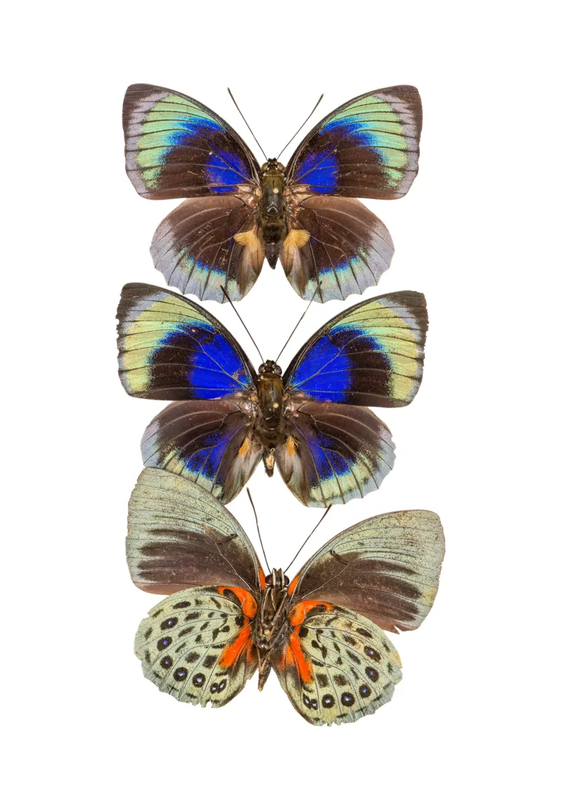 Trio colorato di farfalle pellicola backlit da Curious Collections by Marielle Leenders