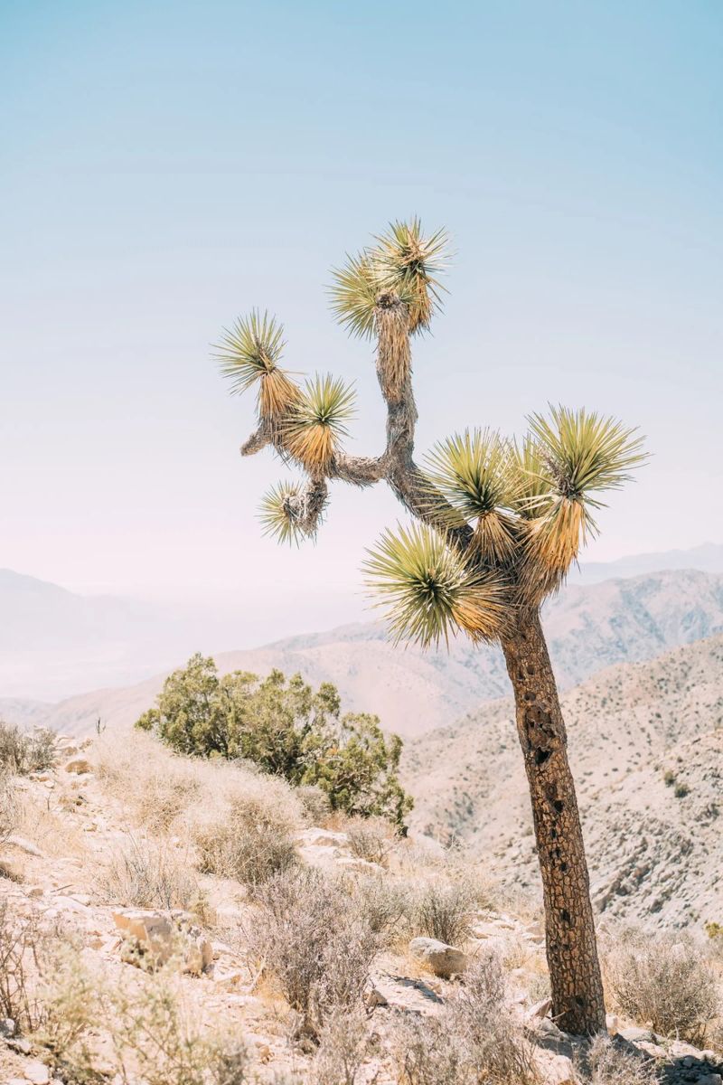 Joshua Tree pellicola backlit da patiphotography