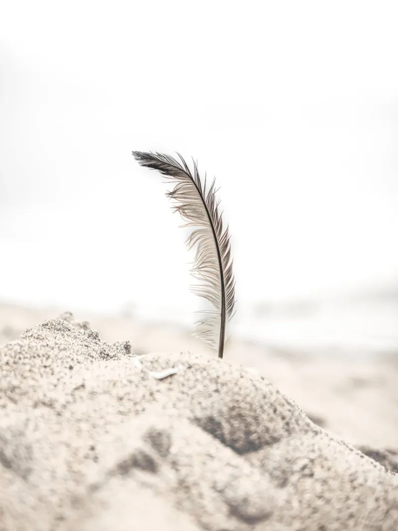 Feather in the sand - Gentle beach design hahnemühle by Whole©