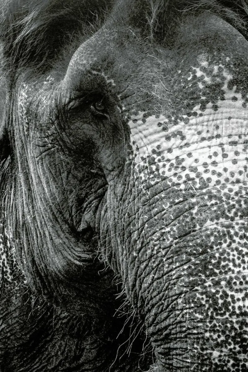 Elephant pellicola backlit da Victoria Frost