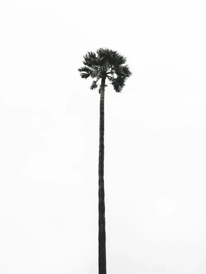 Minimal Palm - Calma tropicale in bianco e nero alluminio dibond da Whole©
