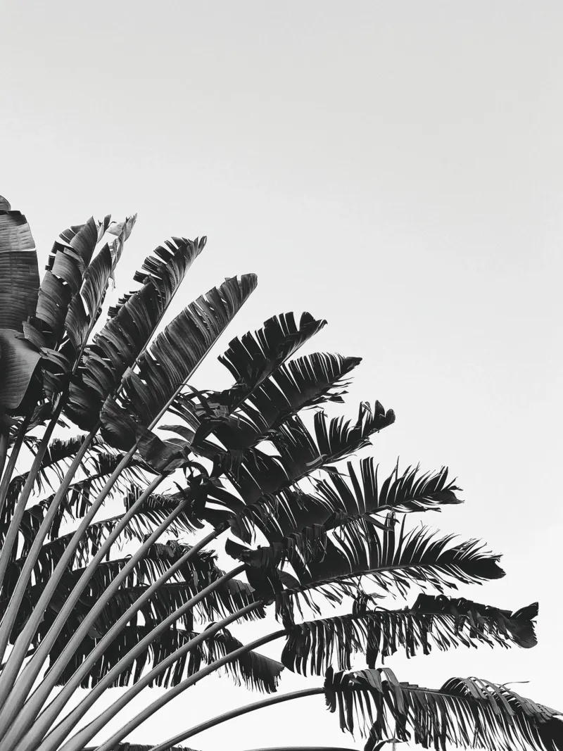 Monochrome Palm - Stylish nature motif for your home canvas with Floater frame by Whole©