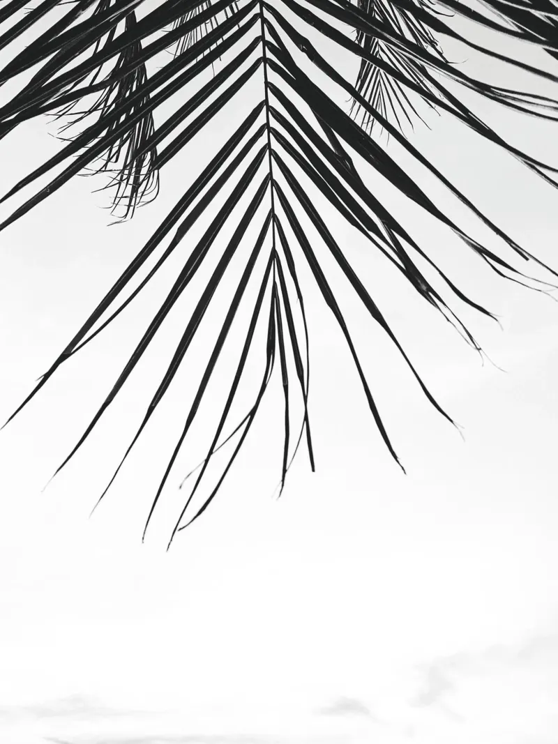 Foglia tropicale - Monochromes Palmenblatt Design pellicola backlit da Whole©