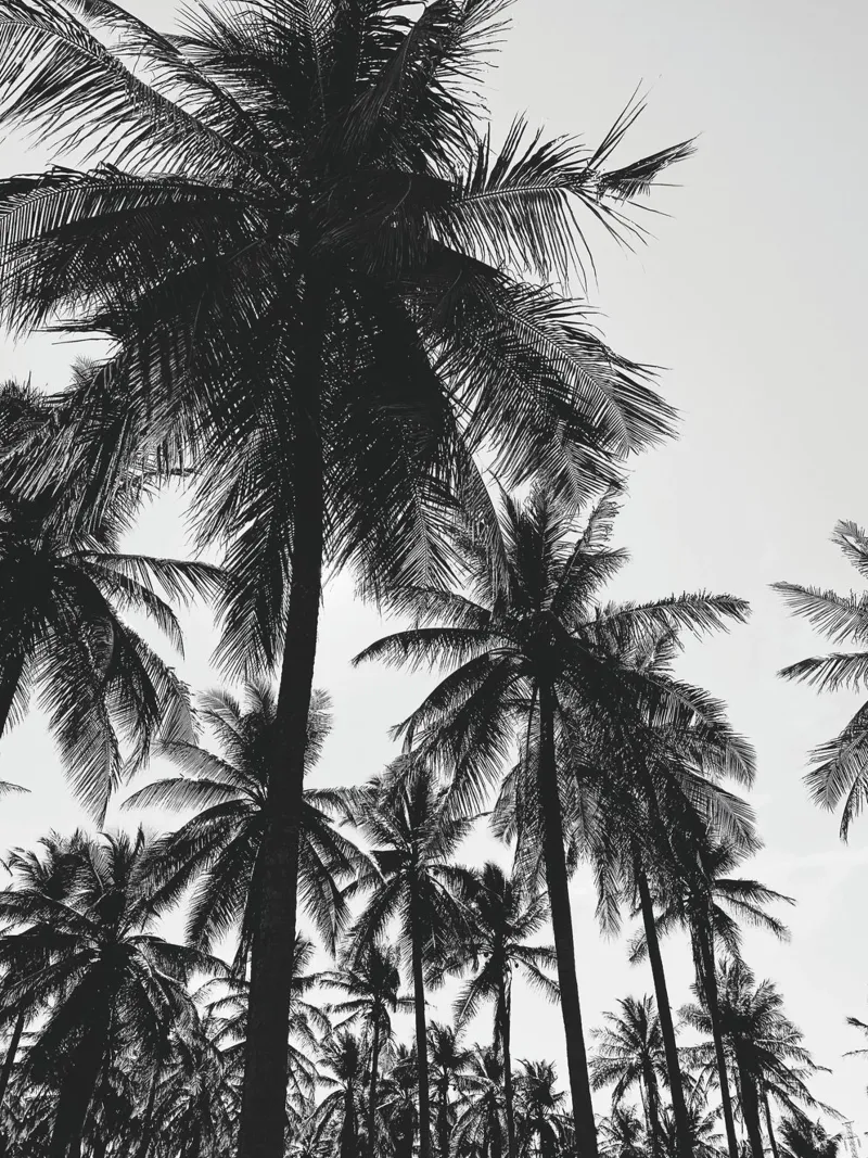 Tropical Palm Forest - Monochrome Nature Photography hahnemühle by Whole©
