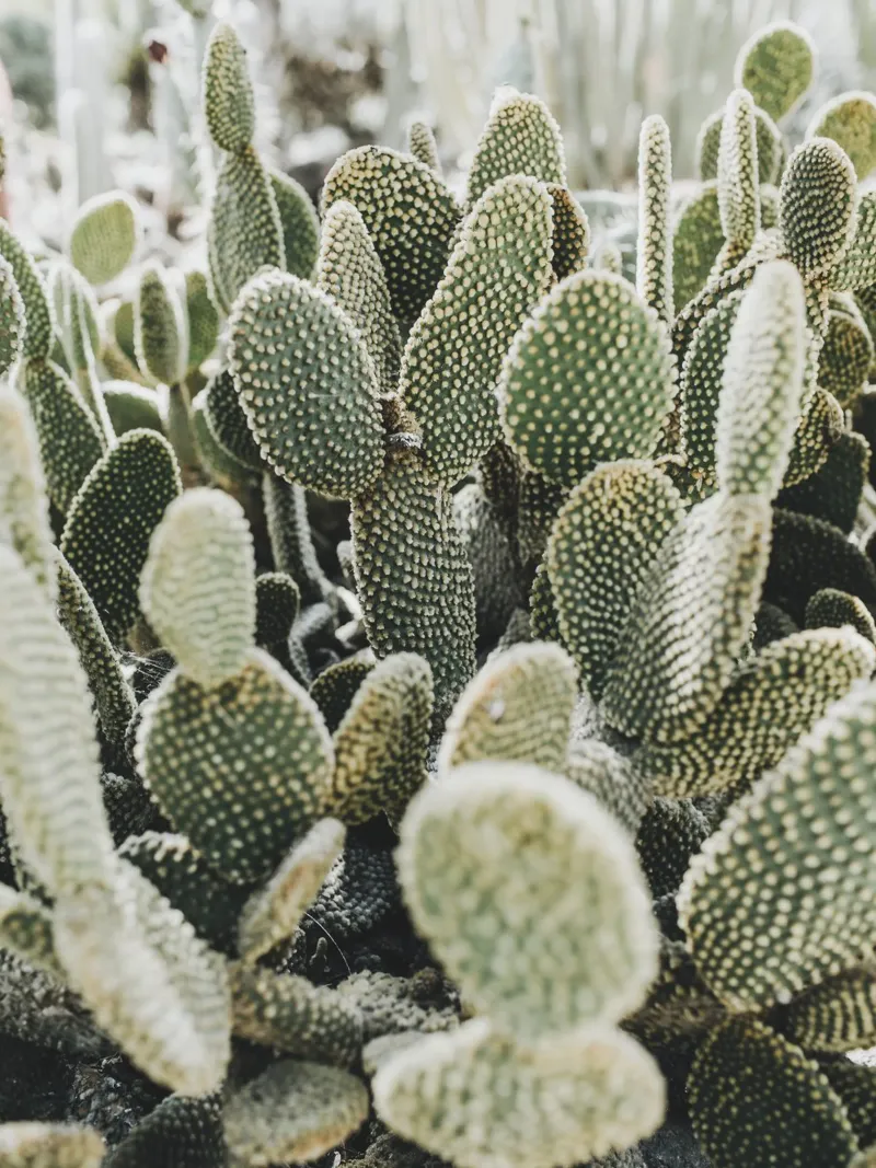 Desert Cactus - Modern nature motif in green alu-dibond by Whole©