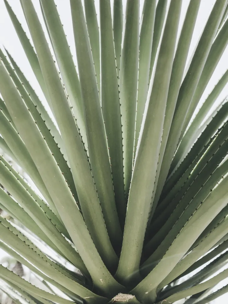 Agave Green - fotografia naturalistica in stile minimalista pannello forex da Whole©