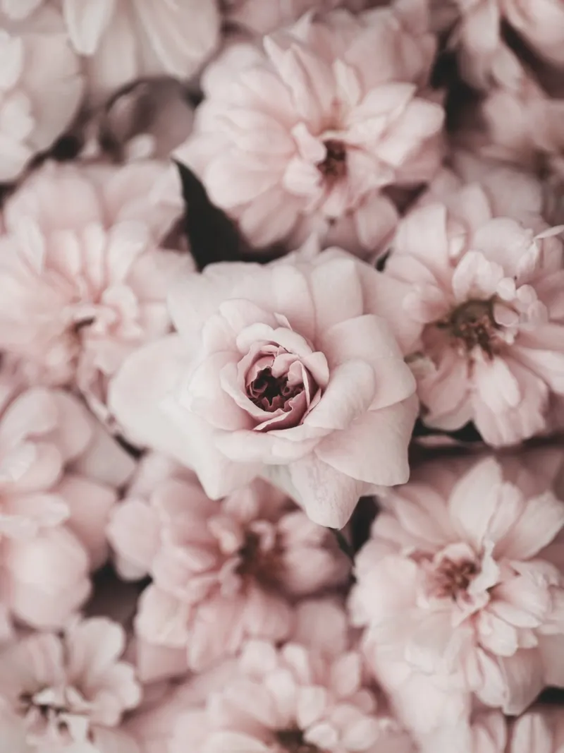 Morbido splendore floreale - Rosa romantico e delicato poster da Whole©