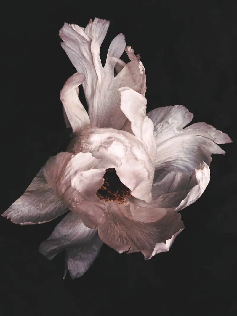 Elegante studio floreale - Mistico ed espressivo poster con telaio in legno da Whole©