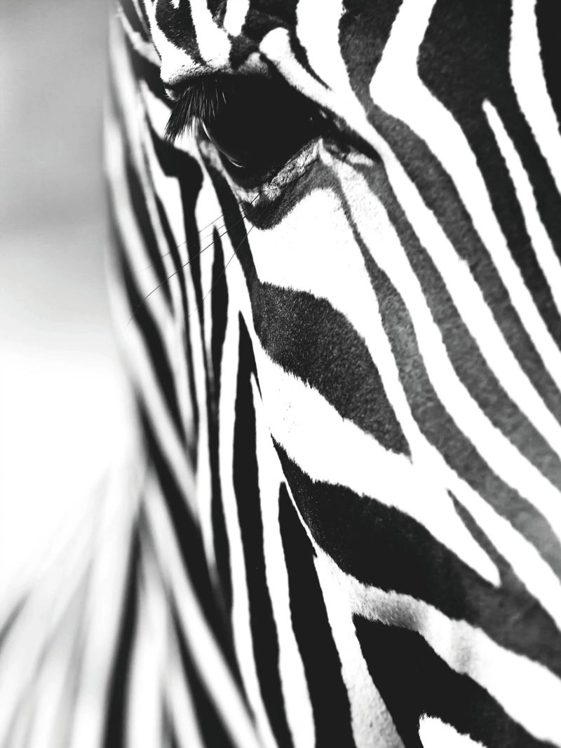 Zebra close-up art - Design moderno in bianco e nero plexiglass da Whole©