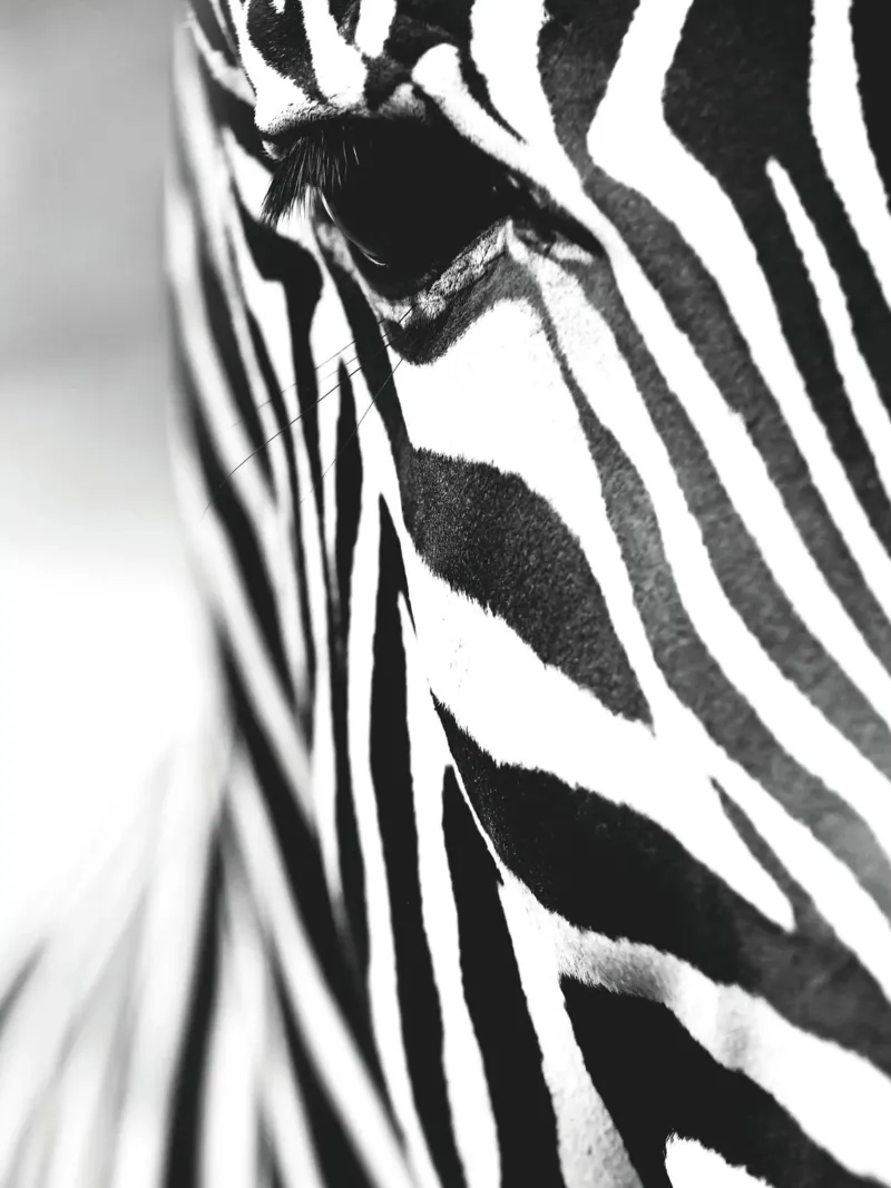 Zebra close-up art - Design moderno in bianco e nero pellicola backlit da Whole©