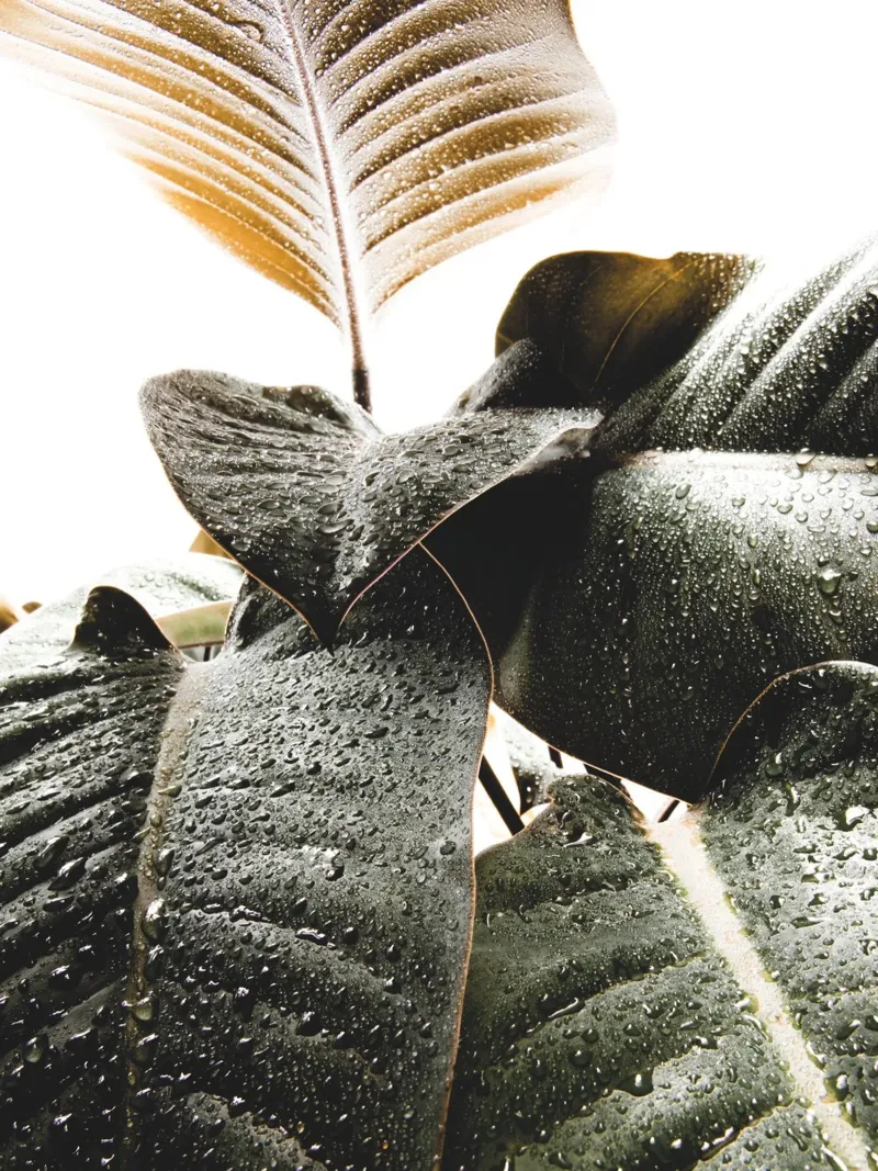 Design a foglie tropicali - estetica ispirata alla natura poster con telaio in legno da Whole©