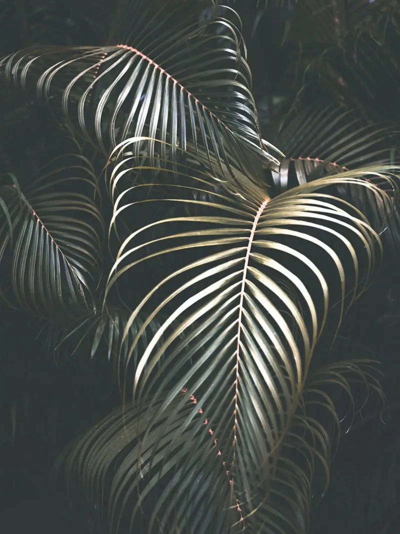 Foglie di palma tropicale - Design scuro ed esotico pellicola backlit da Whole©